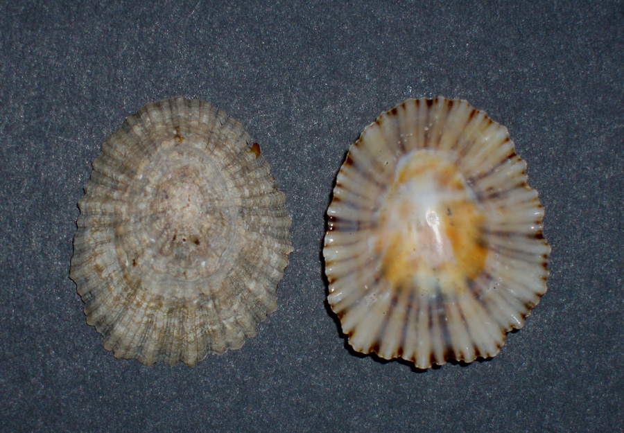 Patella intermedia